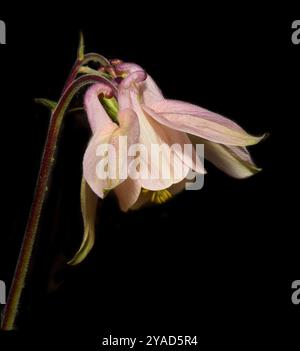 Seitenansicht einer hellrosa Aquilegia, Aquilegia vulgaris, vor schwarzem Hintergrund. Eine voll entwickelte Blume mit sichtbaren Staubblättern. Stockfoto