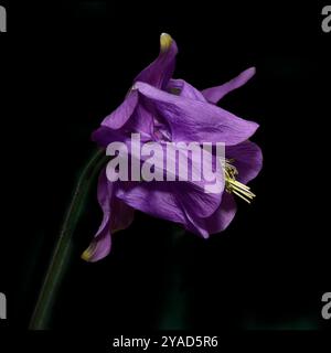 Seitenansicht einer voll entwickelten violetten Aquilegia, Aquilegia vulgaris, vor schwarzem Hintergrund. Gute Details der Blütenblätter. Stockfoto