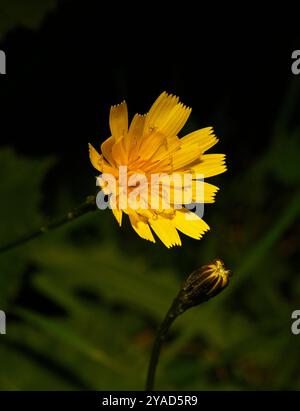 Ein wunderschöner und gut fokussierter Herbstfalkbit, Scorzoneroides autumnalis. Eine einzelne Blume und eine sich öffnende Knospe vor einem dunkelgrünen, verschwommenen Hintergrund. Stockfoto