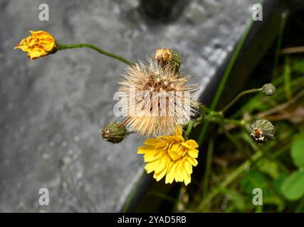 Herbstfalke, Scorzoneroides autumnalis. Selbst ausgesät mit einem Blumenkopf, Knospen, bestäubten Blüten und Pappus auf dem gleichen Bild. Gut fokussiert. Stockfoto