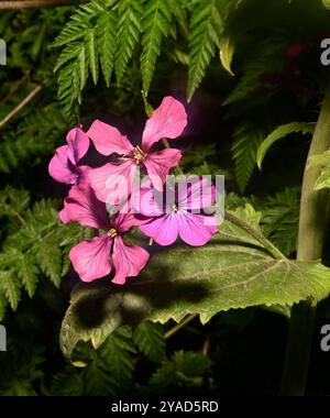 Jährliche Ehrlichkeit, Lunaria annua, wächst wild am Rande eines Kanals. Nahaufnahme mit vollständig fokussiertem, natürlichem Blatthintergrund. Stockfoto