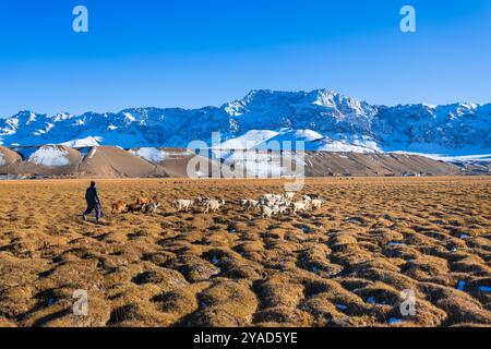 Eine Schaf- und Ziegenherde weidet auf einem Feld in der Nähe der Stadt Murghab in Tadschikistan. Murghab oder Murghob oder Murgab liegt am Pamir Highway. Stockfoto