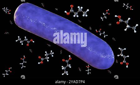 3D-Rendering von Buttersäuremolekülen und Bakterienspezies ist ein wertvoller Metabolit, der von Darmbakterien produziert wird Stockfoto