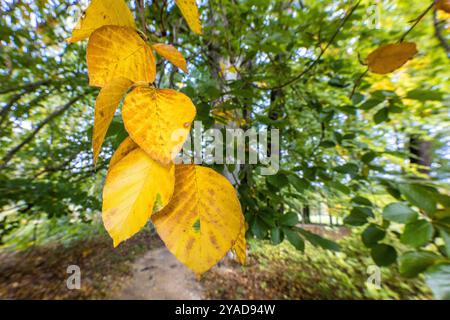 Cottbus, Deutschland. Oktober 2024. Herbstliche Blätter hängen an einem Baum im Branitz Park. In den nächsten Wochen werden die Blätter der Bäume ihre Farbe noch mehr verändern. Vermerk: Frank Hammerschmidt/dpa/Alamy Live News Stockfoto