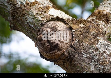 Gespenstische Struktur in Form eines menschlichen Gesichts auf dem Stamm eines alten Baumes Stockfoto