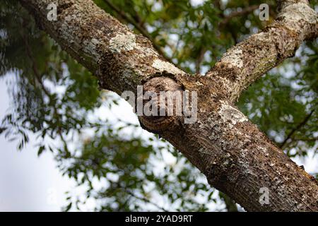 Gespenstische Struktur in Form eines menschlichen Gesichts auf dem Stamm eines alten Baumes Stockfoto