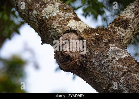 Gespenstische Struktur in Form eines menschlichen Gesichts auf dem Stamm eines alten Baumes Stockfoto