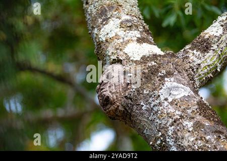 Gespenstische Struktur in Form eines menschlichen Gesichts auf dem Stamm eines alten Baumes Stockfoto