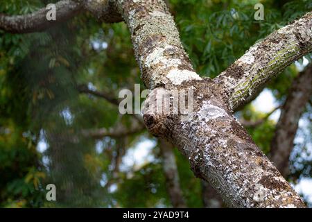 Gespenstische Struktur in Form eines menschlichen Gesichts auf dem Stamm eines alten Baumes Stockfoto