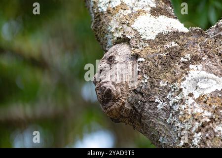 Gespenstische Struktur in Form eines menschlichen Gesichts auf dem Stamm eines alten Baumes Stockfoto