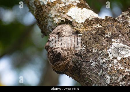 Gespenstische Struktur in Form eines menschlichen Gesichts auf dem Stamm eines alten Baumes Stockfoto