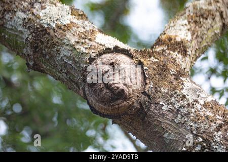 Gespenstische Struktur in Form eines menschlichen Gesichts auf dem Stamm eines alten Baumes Stockfoto