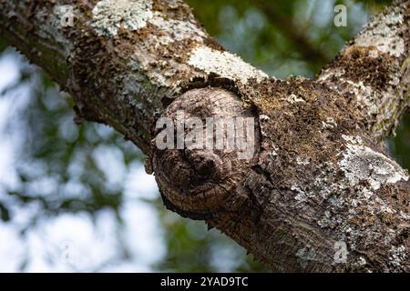 Gespenstische Struktur in Form eines menschlichen Gesichts auf dem Stamm eines alten Baumes Stockfoto