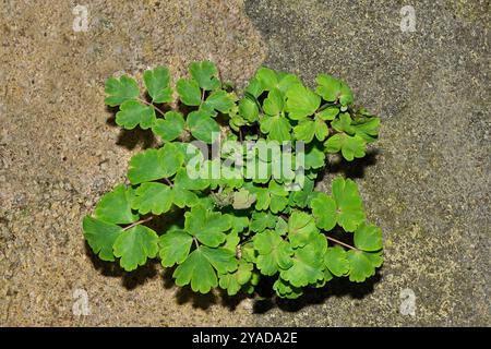 Eine neu entstehende Aquilegia oder Common Columbine, Aquilegia vulgaris, wächst aus einem Riss in Beton. Grün mit meliertem Hintergrund. Stockfoto