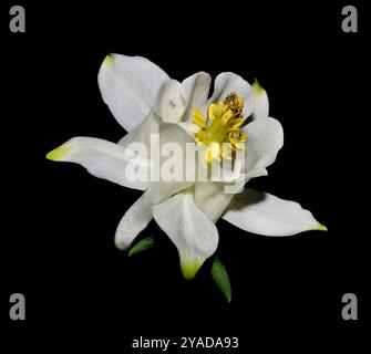 Eine ungewöhnliche weiße Kolumbine, Aquilegia vulgaris, im Freien mit schwarzem Hintergrund. Ausgezeichnetes Detail und ein Blattlaus-Exoskelett auf einem Blütenblatt. Stockfoto