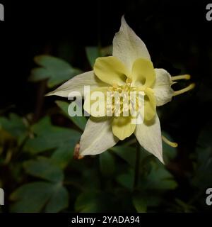 Eine vollständig geöffnete hellgelbe Aquilegia oder Common Columbine, Aquilegia vulgaris, mit ein paar Blättern und einem Hintergrund. Schön und gut fokussiert. Stockfoto