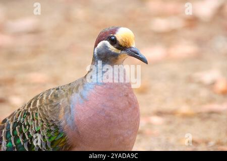 Ein männlicher Gemeiner Bronzewing, Phaps chalcoptera, eine Art mittelgroßer Taube, die in Australien beheimatet ist, im Margaret River, Westaustralien. Stockfoto