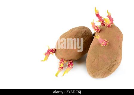 Kartoffelknollen mit Keimlingen isoliert auf weißem Hintergrund. Freier Platz für Text. Stockfoto