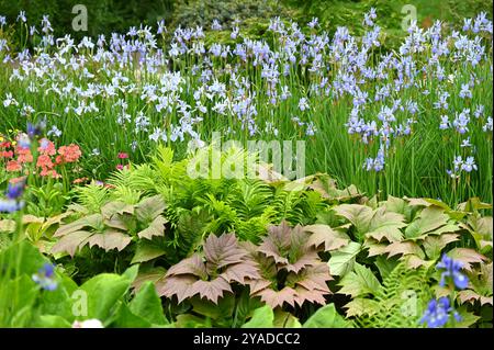 Blaue Frühlingsblumen von Iris sibirica, Farnen, Rodgersia und Kandelaber primula UK Garden Mai Stockfoto