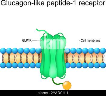 Glucagon-ähnlicher Peptid-1-Rezeptor. Nahaufnahme von GLP-1R mit heterotrimeren G-Proteinen und Liganden. GLP1R-Rezeptor in der Zellmembran. Gewichtsverlust thera Stock Vektor