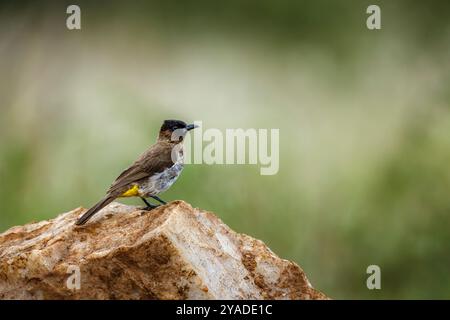 Bulbul steht auf einem Felsen, der in natürlichem Hintergrund im Kruger-Nationalpark, Südafrika, isoliert ist; Specie Pycnonotus Tricolor Familie von PYC Stockfoto