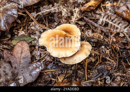 Rosafarbener Toughshank, New Forest, Hampshire, Großbritannien Stockfoto