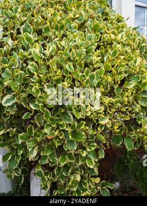 Sträucher der neuseeländischen halbharten immergrünen Kapuka, Griselinia littoralis 'variegata' Stockfoto