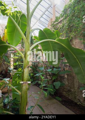 Blick in das Ninfarium, ein verglaster, heruntergekommener Bereich des Hauses mit tropischen Pflanzen, in Aberglasney Gardens, South Wales Stockfoto