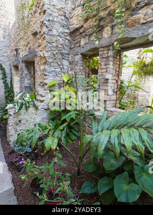 Blick in das Ninfarium, ein verglaster, heruntergekommener Bereich des Hauses mit tropischen Pflanzen, in Aberglasney Gardens, South Wales Stockfoto