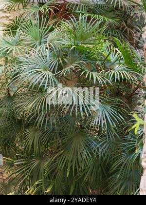 Schlanke Teilung der zarten, subtropischen chinesischen Palme, Rhapis multifida Stockfoto