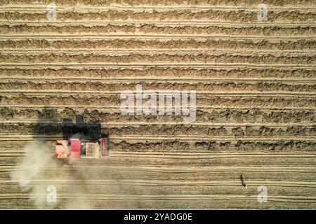 YONGJI, CHINA - 13. OKTOBER 2024 - Ein großer Erdnussernter erntet getrocknete Erdnüsse am gelben Fluss Strand in Yongji, nordchinesischer Provinz Shanxi, Stockfoto