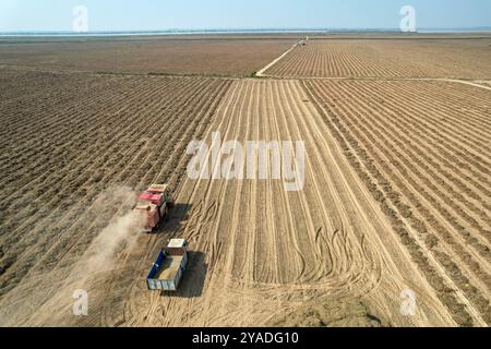 YONGJI, CHINA - 13. OKTOBER 2024 - Ein großer Erdnussernter erntet getrocknete Erdnüsse am gelben Fluss Strand in Yongji, nordchinesischer Provinz Shanxi, Stockfoto