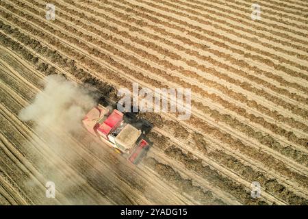 YONGJI, CHINA - 13. OKTOBER 2024 - Ein großer Erdnussernter erntet getrocknete Erdnüsse am gelben Fluss Strand in Yongji, nordchinesischer Provinz Shanxi, Stockfoto