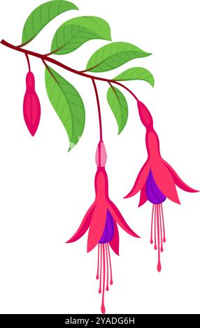 Chilco, Fuchsia magellanica, harte Fuchsia Zeichnung. Zweig mit Blättern und Blumen. Handgezeichnete Vektorgrafik Illustration. Stock Vektor