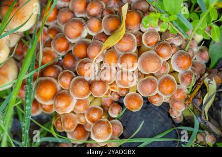 Nahaufnahme einer Gruppe kleiner orangener Pilze, die im Herbst zwischen grünem Gras und Laub in einem Wald wachsen Stockfoto