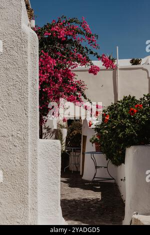 SANTORIN, GRIECHENLAND - 30. September 2024: Schöner Touristenort mit weißen Gebäuden, engen Gassen, in denen rote Blumen wachsen. Stockfoto