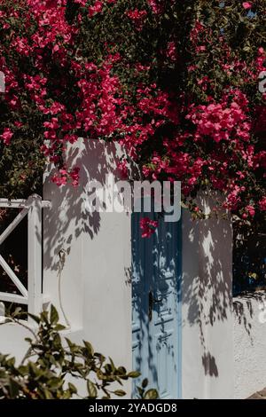 SANTORIN, GRIECHENLAND - 30. September 2024: Schöner Touristenort mit weißer Gebäudewand und blauer Holztür, engen Gassen, in denen rote Blumen wachsen. Stockfoto