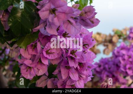 Nahaufnahme leuchtender violetter Bougainvillea-Blüten, die vor einem weichen, natürlichen Hintergrund blühen. Stockfoto