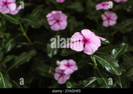 Blühende Blume von Catharanthus roseus, allgemein bekannt als Bright Eyes, Cape periwinkle, Friedhofpflanze, Madagaskar periwinkle, altes Mädchen, rosa Periwin Stockfoto