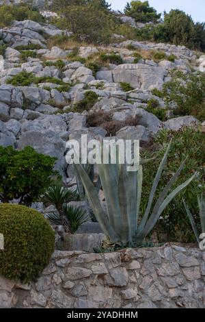 Wilde Sukkulenten und Grünpflanzen wachsen auf einem felsigen Hügel mit einer Steinmauer in einer mediterranen Landschaft. Stockfoto