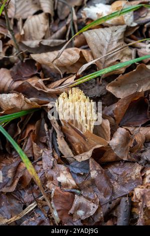 Ramaria aurea im Wald. Ramaria ist ein Korallenpilz aus der Familie der Gomphaceae. Stockfoto