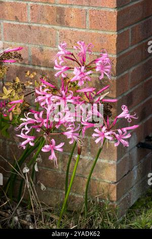Bowdenlilie in Blume Stockfoto