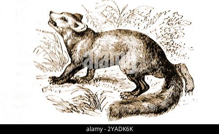 Eine Illustration eines WAH (Ailurus fulgens) aus dem späten 19. Jahrhundert, auch verwirrend beschrieben als Panda, aber vollständig bekannt als der Rote Panda oder kleiner Panda - 19 শতকের শেষের দিকে একটি WAH (Ailurus fulgens) এর একটি চিত্র বিভ্রান্তিকরভাবে একটি পান্ডা হিসাবে বর্ণনা করা হয়েছে কিন্তু সম্পূর্ণরূপে লাল পান্ডা বা কম পান্ডা হিসাবে পরিচিত - 1800er, 19. Jahrhundert, viktorianisch, খোদিত, চিত্ৰ, স্কেচ, অংকন, কম পাণ্ডা, স্তন্যপায়ী, নেপাল, পুৰণি, হিমালয়ান, পাণ্ডা, চীনা, ঊনবিংশ শতিকা, চীন,,,,,,,,,,,,, Stockfoto