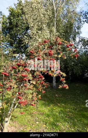 vogelbaum im Herbst schwer mit Beeren Stockfoto