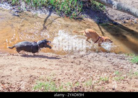 Pitbull Hund und ein Border Collie Schäferhund spielen zusammen in einem Hundepark in Kapstadt, Südafrika Stockfoto