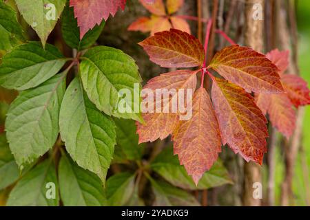 Leuchtende herbstliche rote und grüne Blätter auf einem Baum im Wald, die den Übergang der Jahreszeiten von Sommer zu Herbst zeigen Stockfoto
