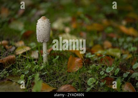 Nahaufnahme eines zotteligen Tintenmütze Pilzes, der auf einem grasbewachsenen Feld wächst, umgeben von herabfallenden Herbstblättern Stockfoto