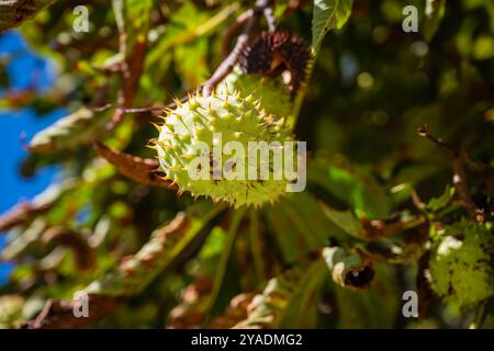 Kastanien im herbstlichen Sonnenschein, Flassan, Provence, Frankreich. Stockfoto