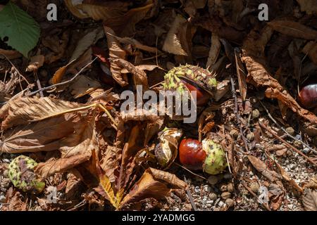 Kastanien im herbstlichen Sonnenschein, Flassan, Provence, Frankreich. Stockfoto