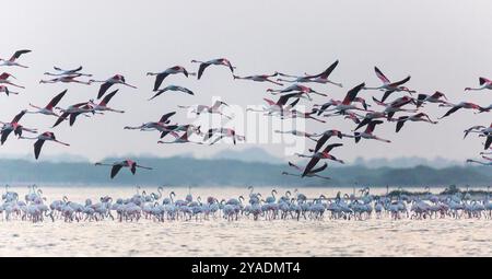 Rosaflamingo im Flug Stockfoto